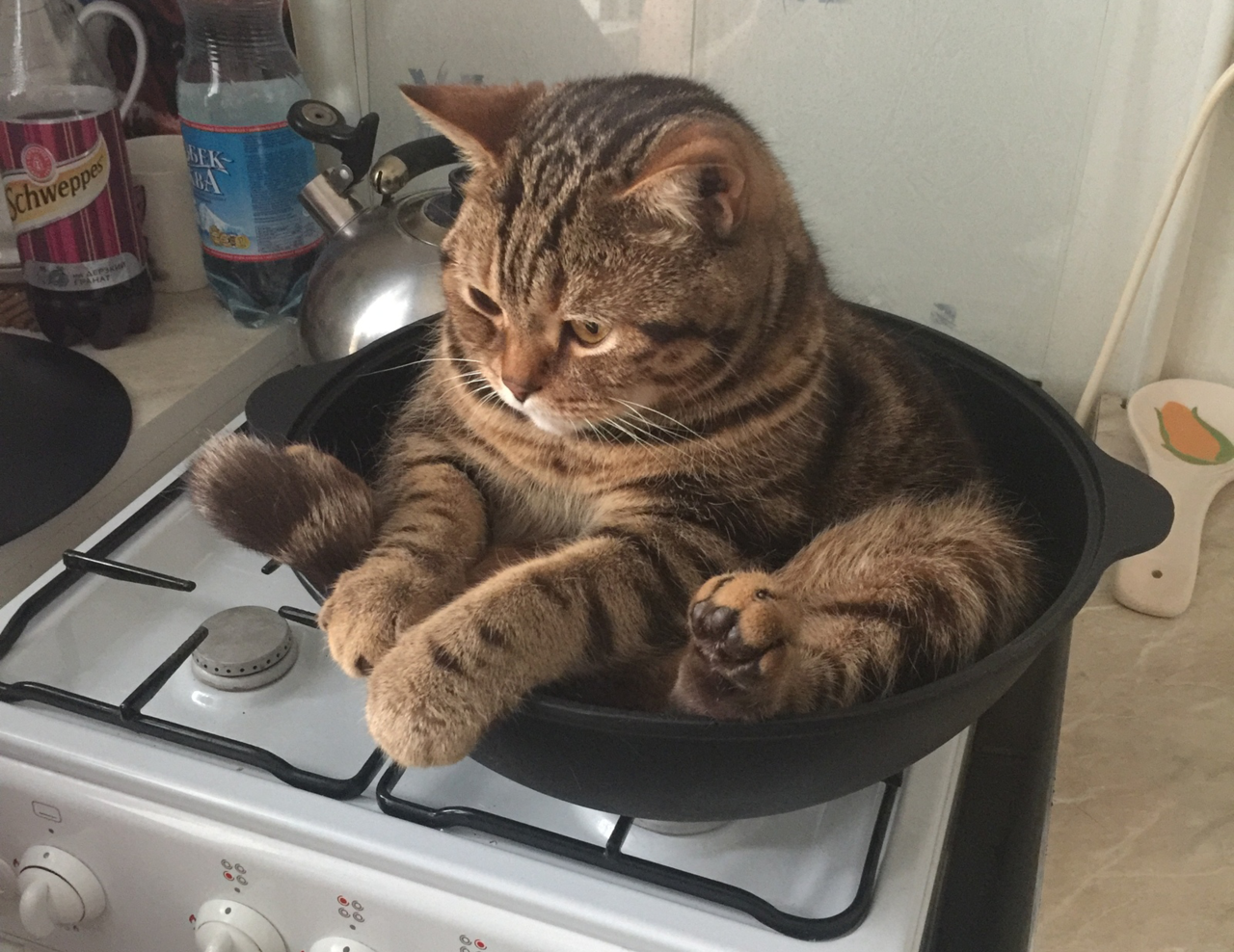 Cat in a Pot meme template image