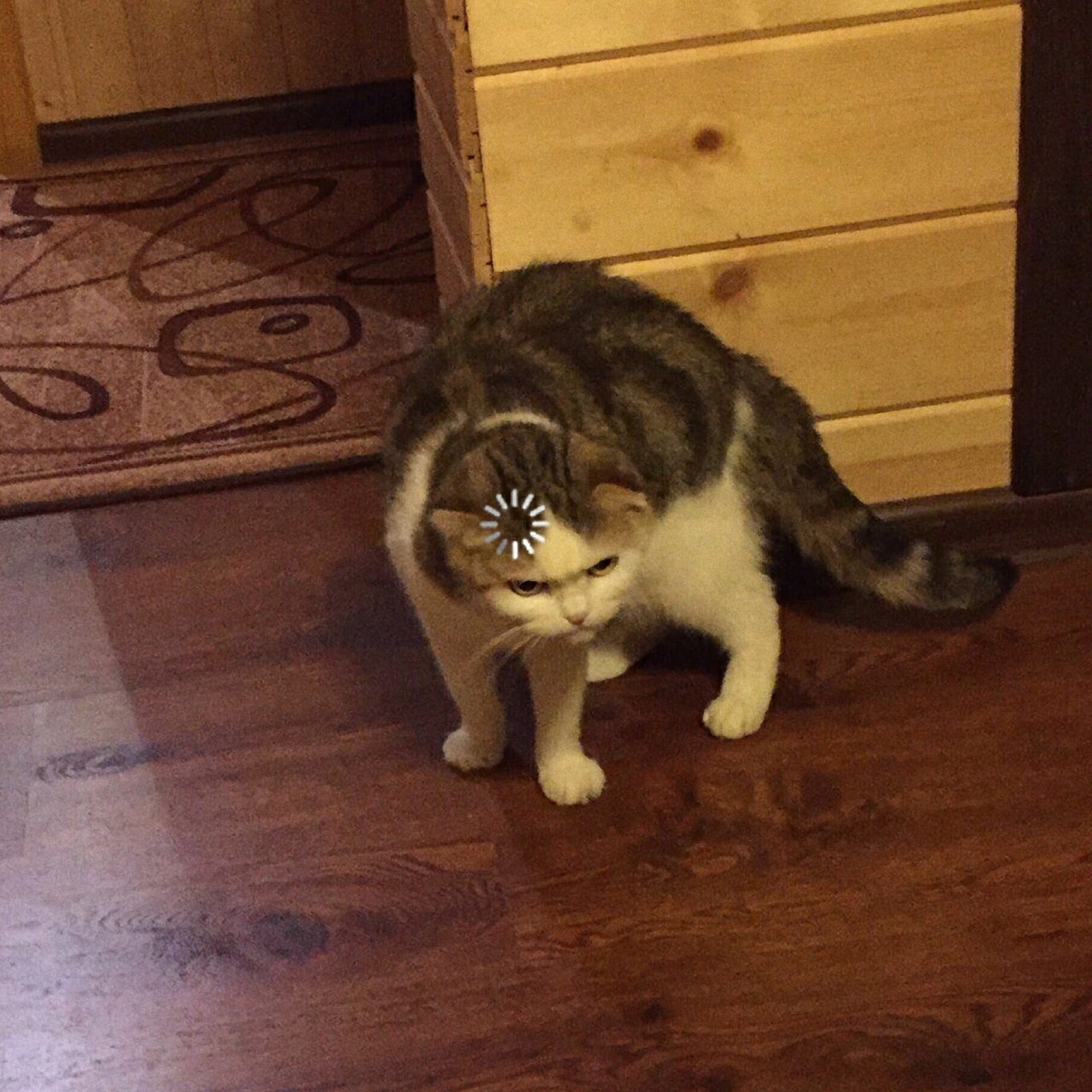 Buffering Cat meme template image