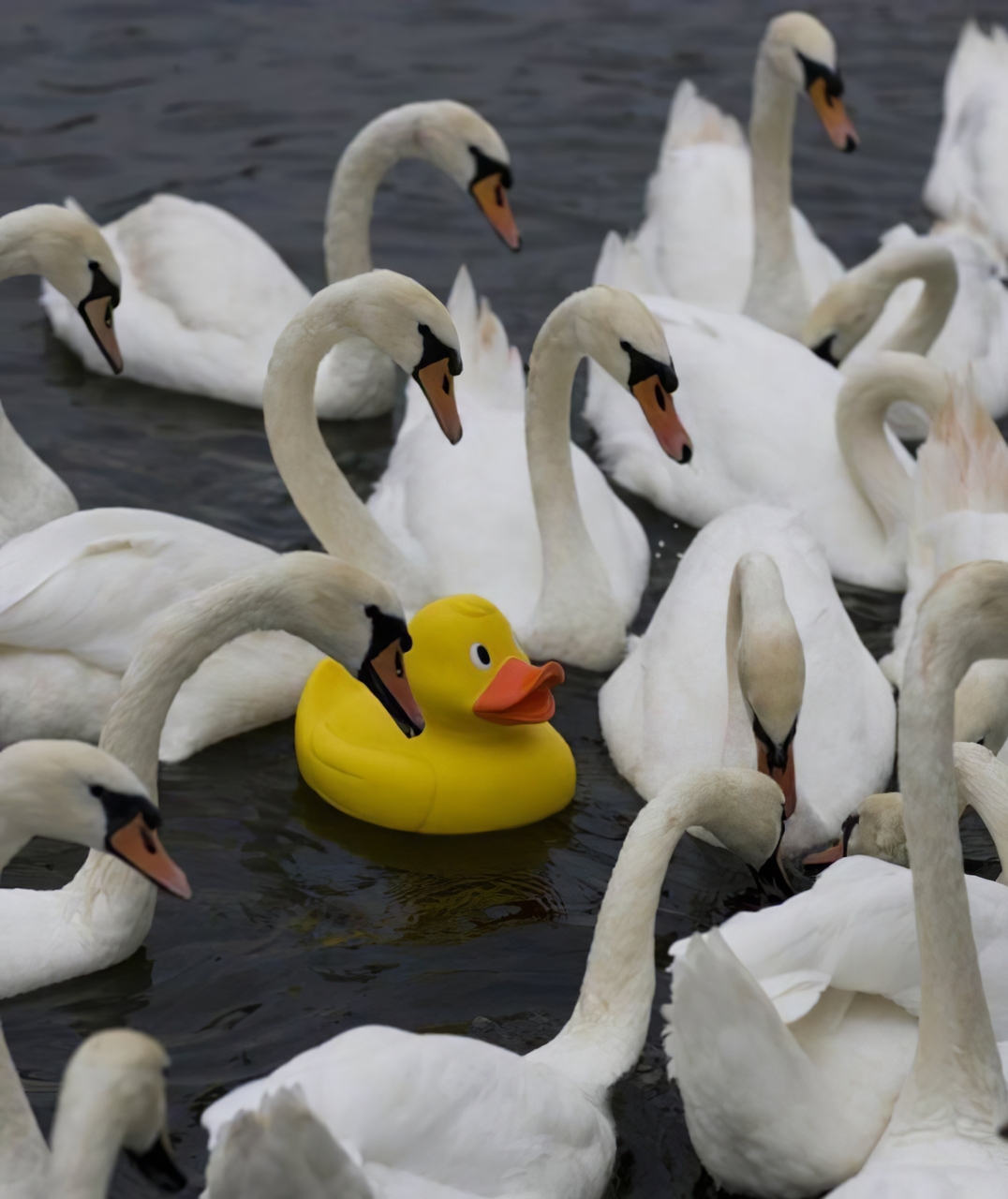 Rubber Duck Surrounded by Swans meme template image