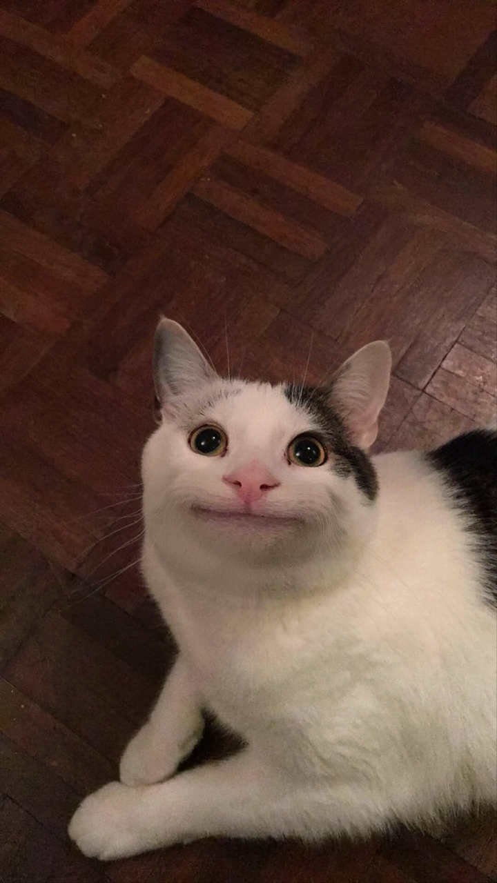 Beluga Cat meme template image
