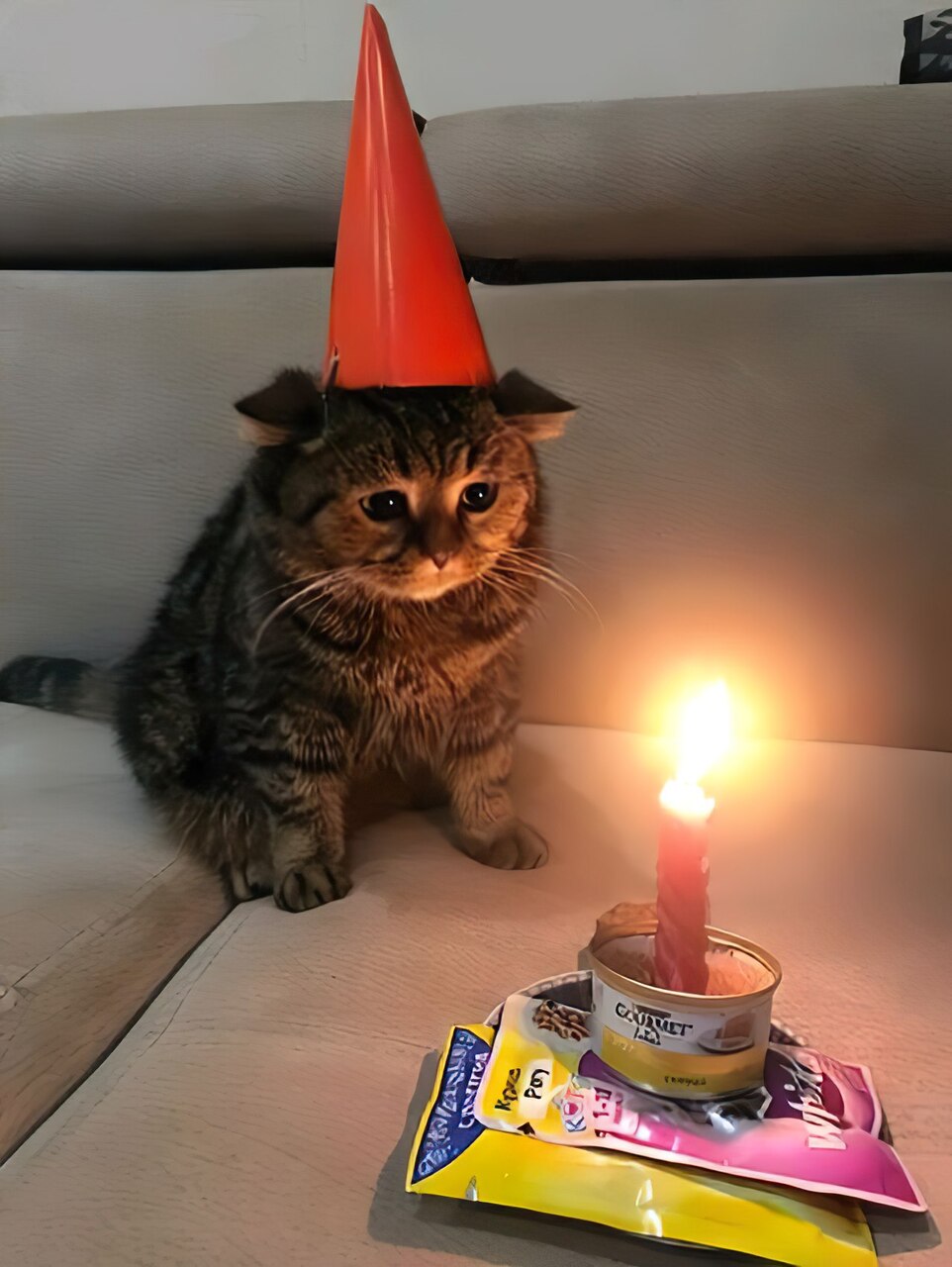 Birthday Cat Sad Meme Template