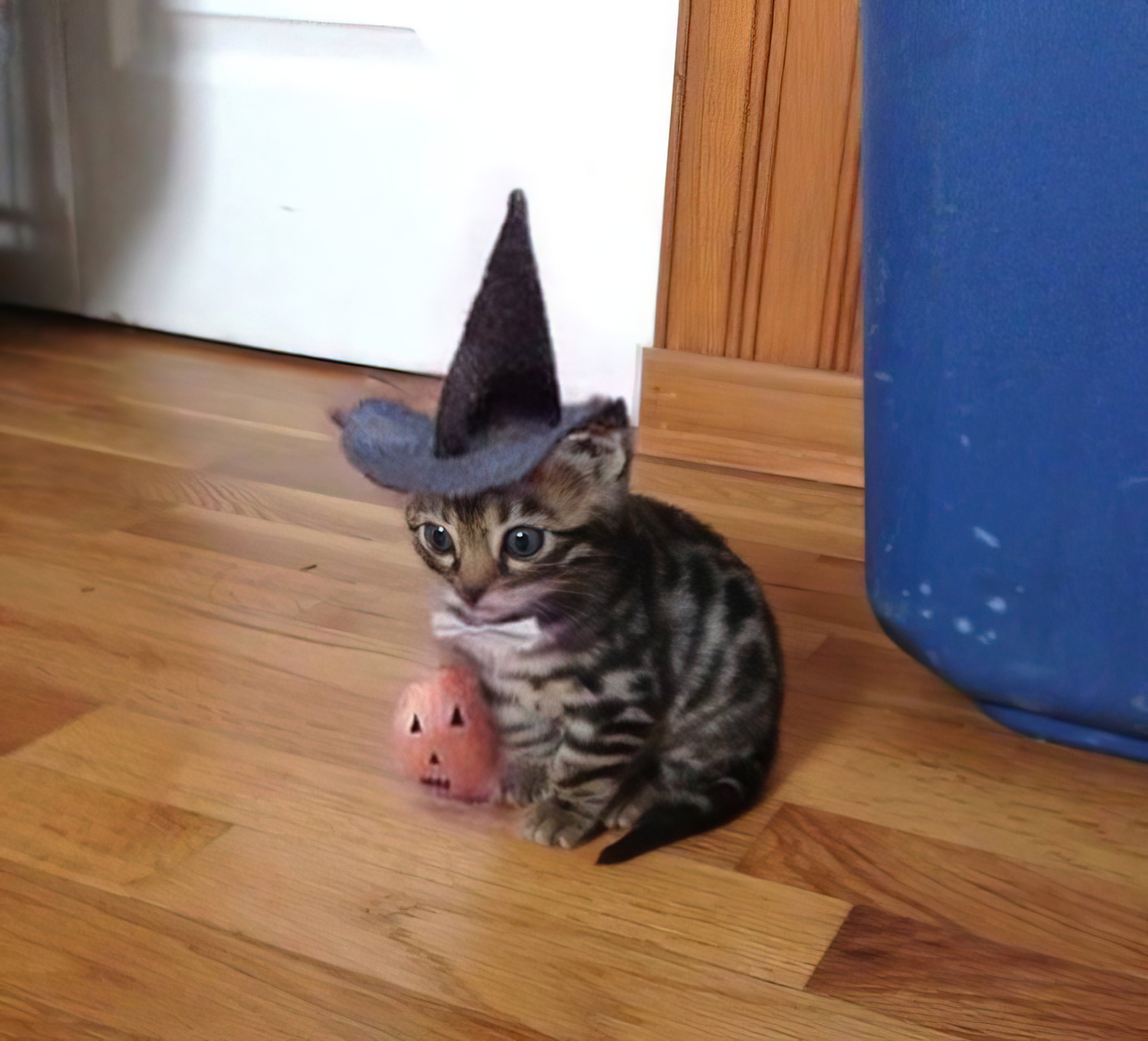 Witch Cat meme template image