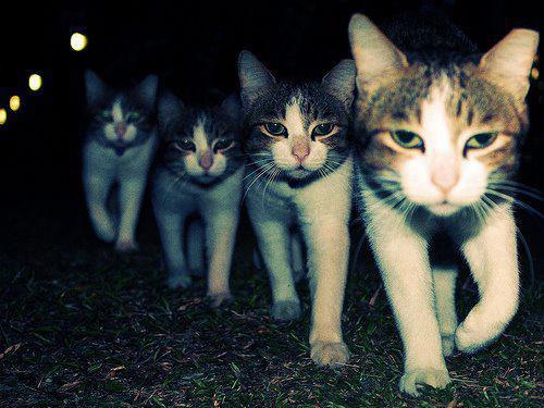 Gang of Cats Meme Template