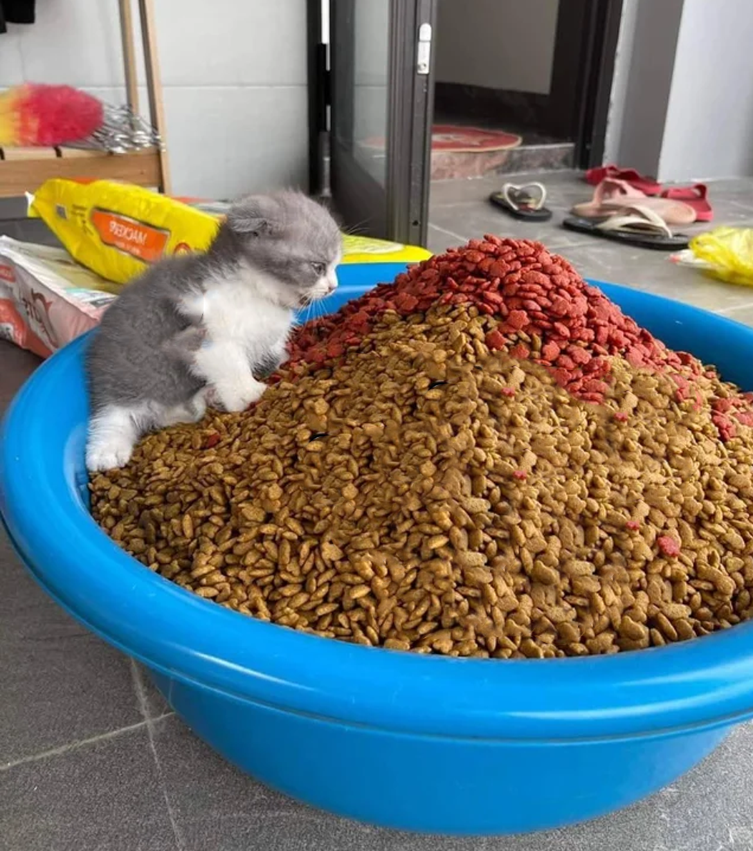 Kitten on Mountain of Food meme template image