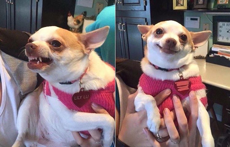 Chihuahua Before and After Meme Template