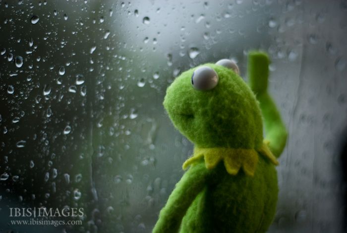 Sad Kermit Meme Template