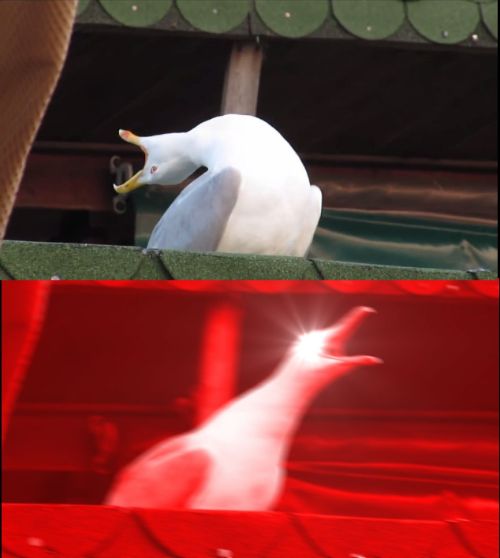 Seagull Screaming Meme Meme Template