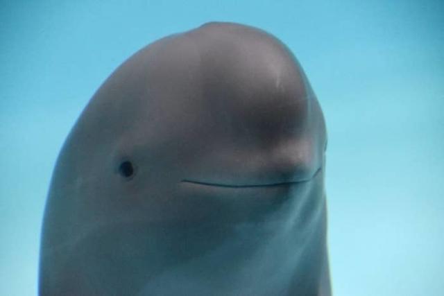 Smiling Beluga Meme Template