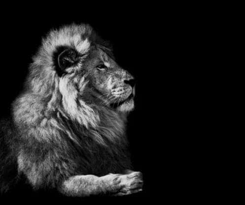 Lion Contemplating Meme Template
