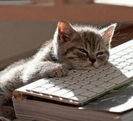 Sleepy Cat on Keyboard Meme Template