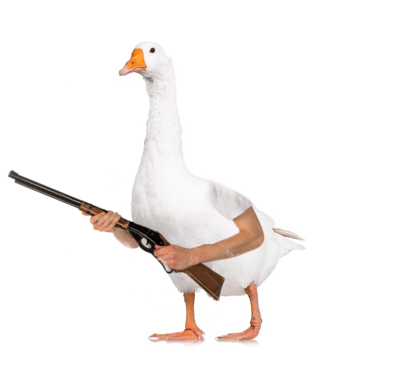 Goose With a Gun meme template image