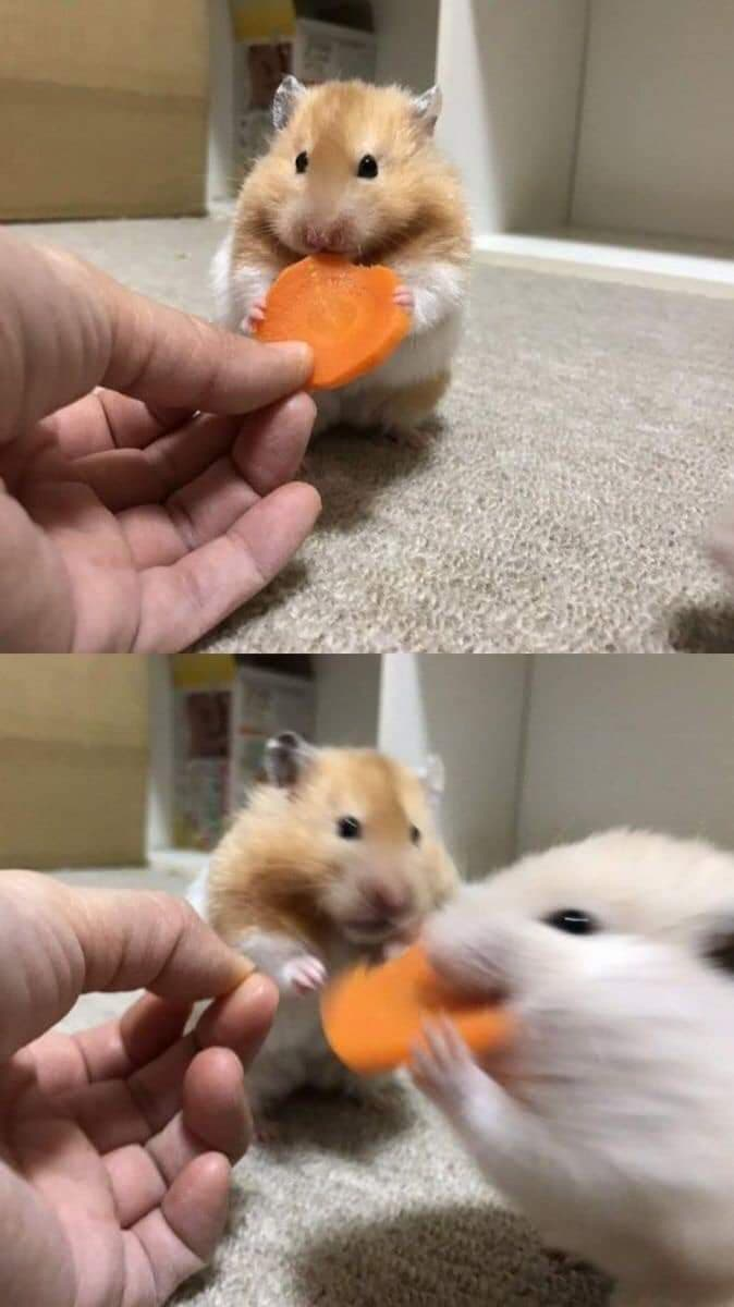 Hamster Stealing Carrot meme template image