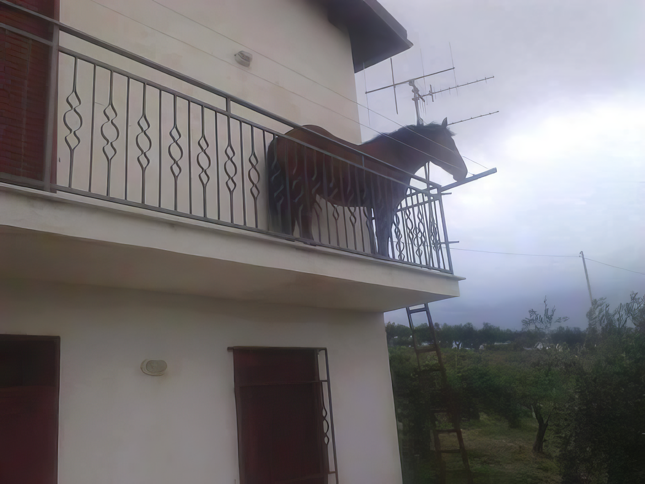 Horse On Balcony meme template image