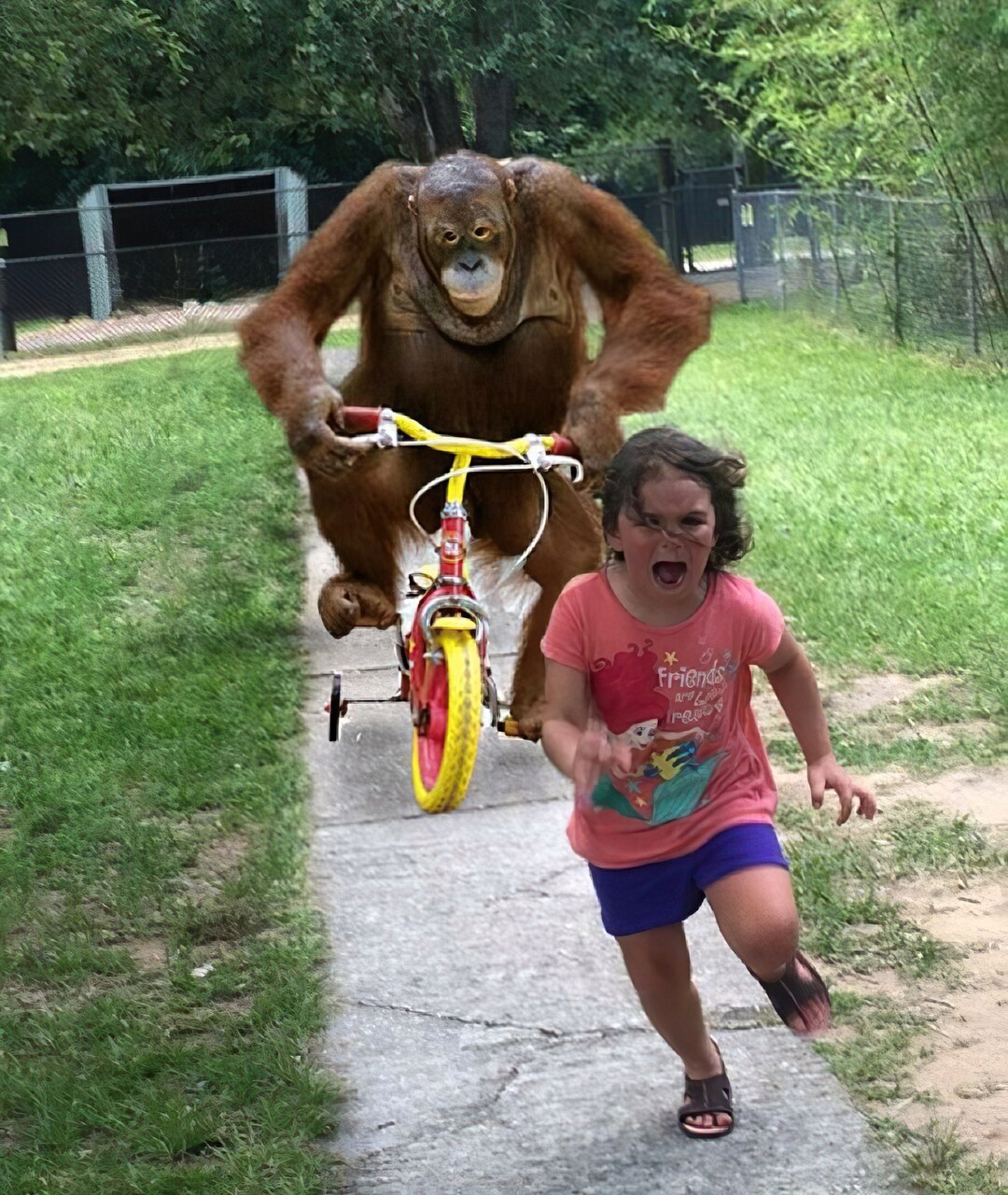 Orangutan on a Bike Chasing Girl meme template image