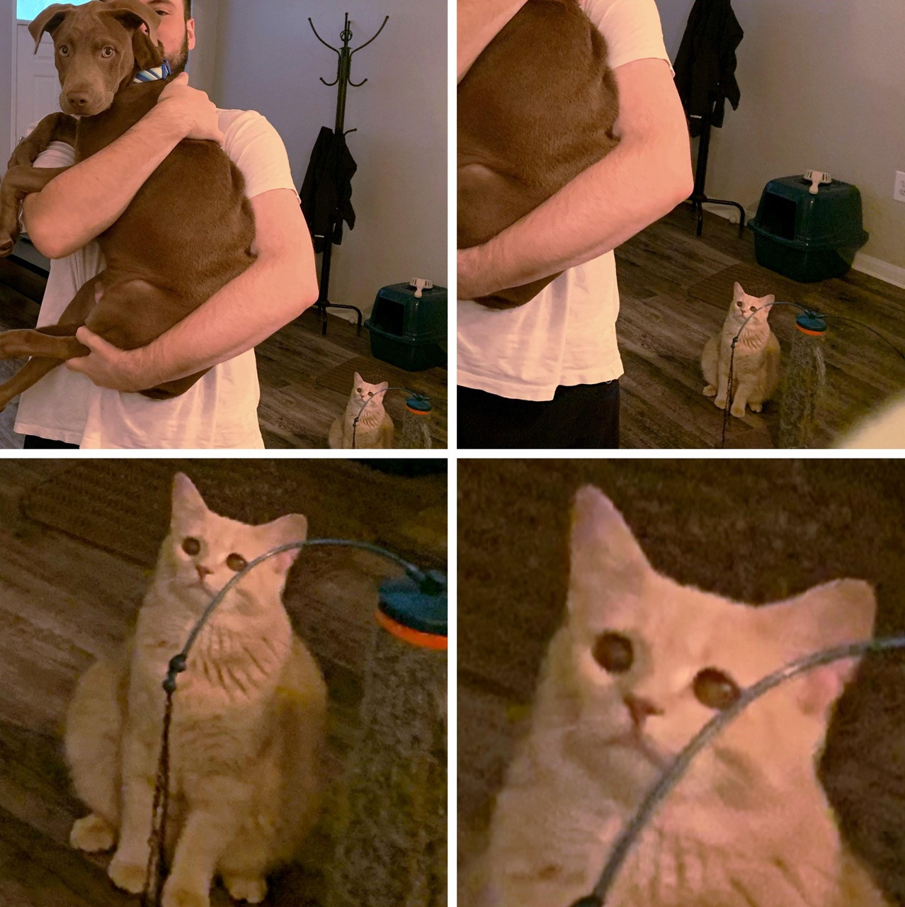 Suspicious Cat meme template image