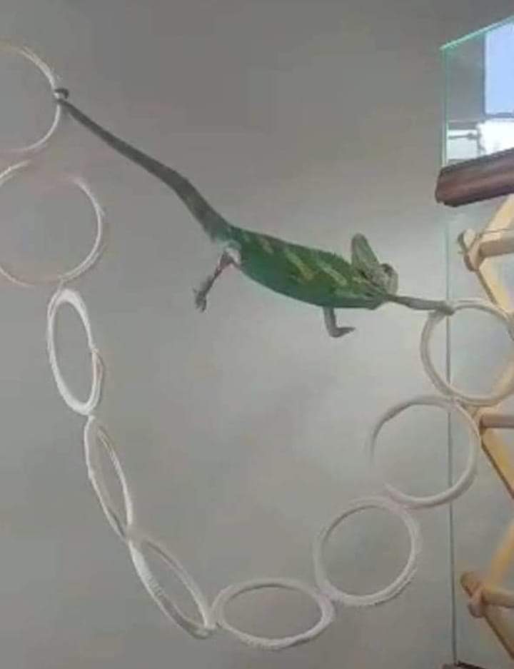 Chameleon Parkour meme template image