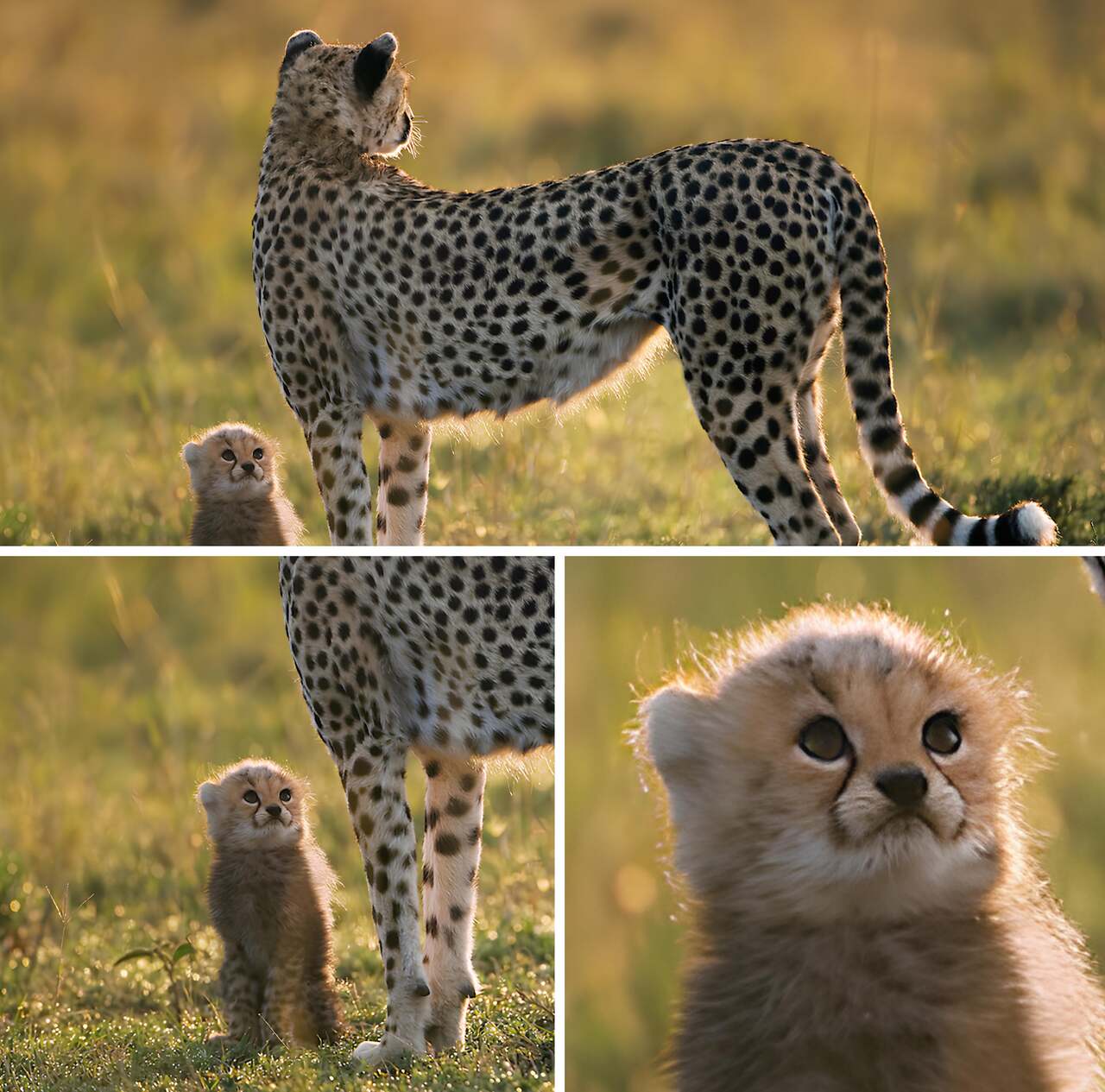 Concerned Cheetah Cub meme template image