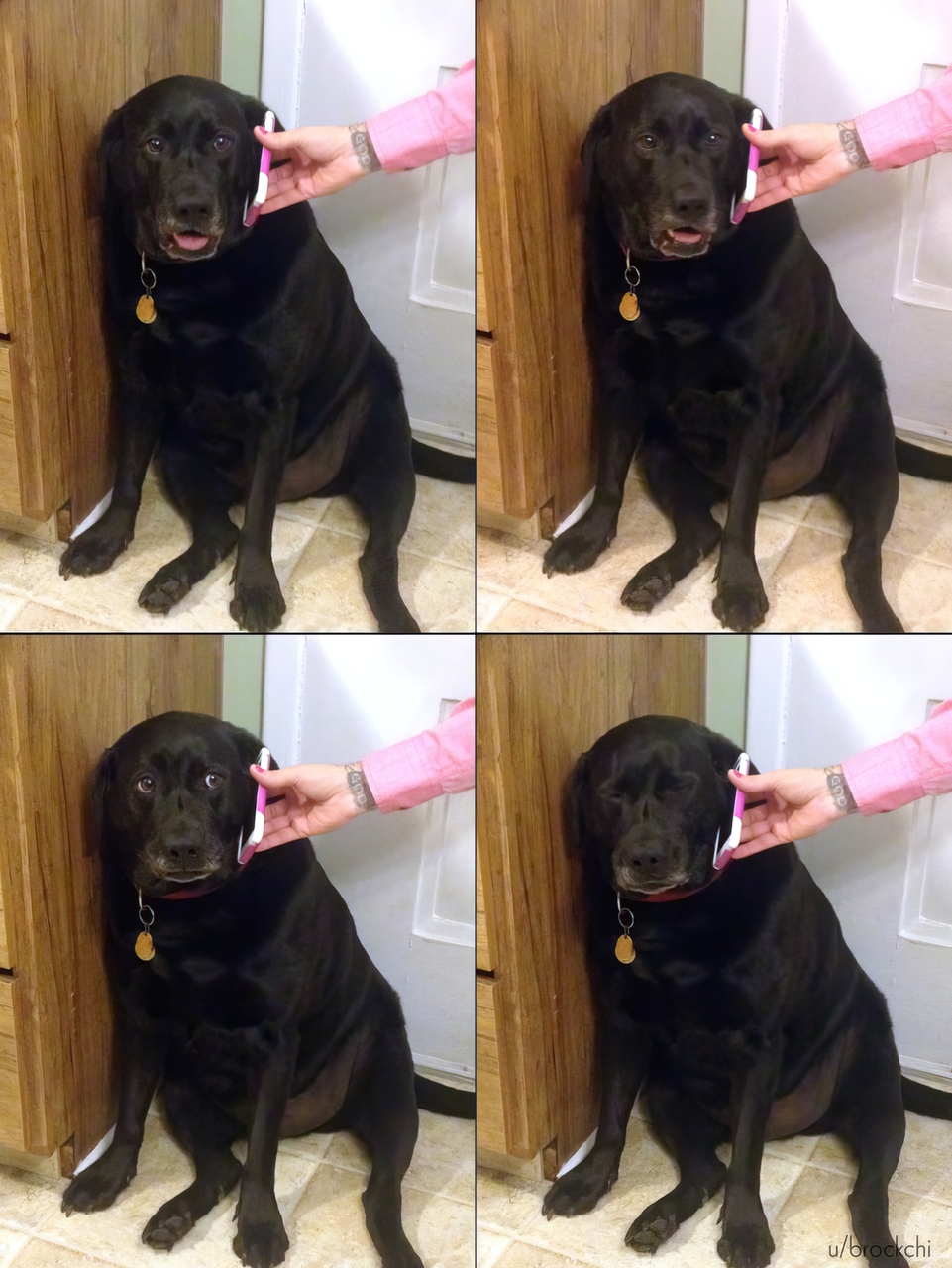 Dog on the Phone meme template image
