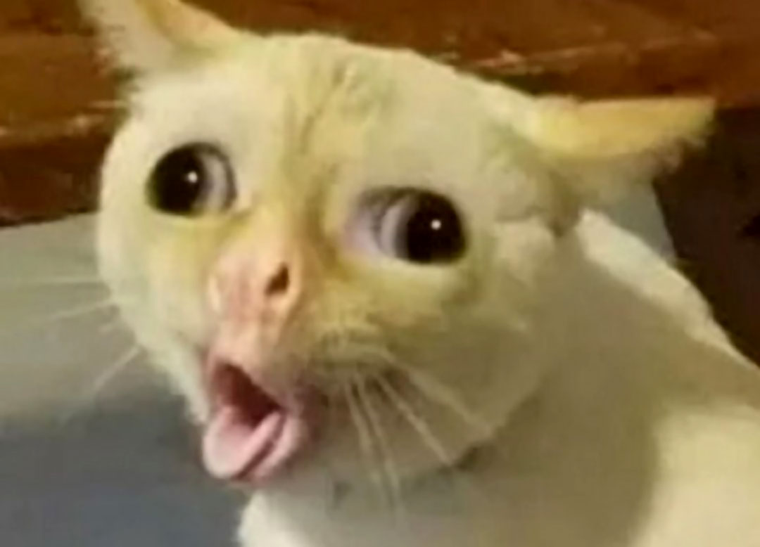 POG Cat meme template image
