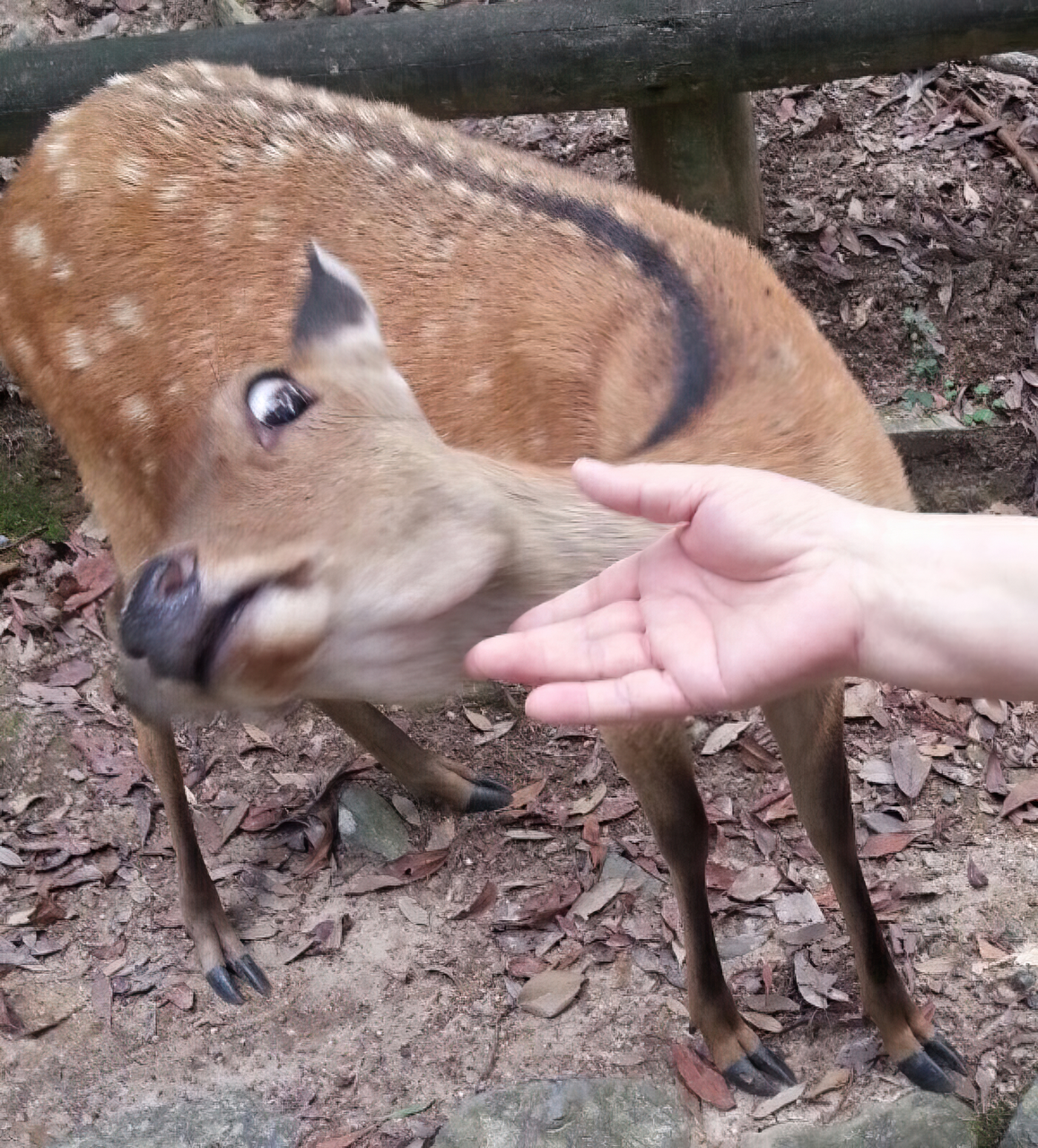 Aggressively Affectionate Deer Meme Template