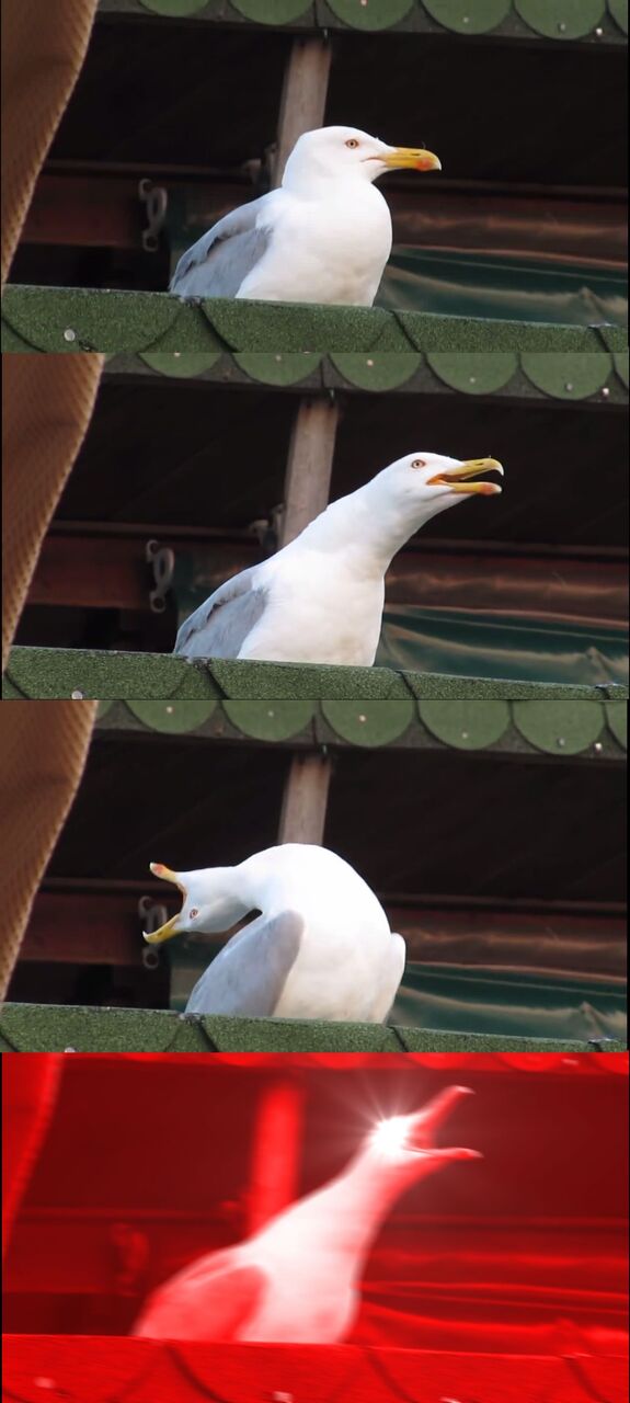 Seagull Screaming Meme Template